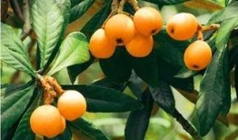 莆田最新爆料摘枇杷,最新爆料带你体验摘果乐趣”